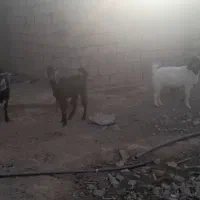 فروش چند عدد بز ماده نقدی بصورت تک یا باهم|حیوانات مزرعه|قاسم‌آباد (خواف), |دیوار