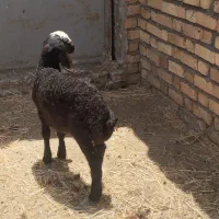 فروش بره