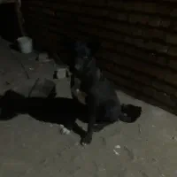 توله ۷ ماهه قهدریجانی|سگ|کاشان, شهرک خاتم الانبیا (مسکن ملی کاشان)|دیوار