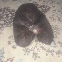 فروش خیگ باکم ترین قیمت|ظروف نگهدارنده، پلاستیکی، یک‌بارمصرف|دهدشت, |دیوار