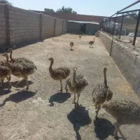 همکار مرغداری