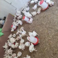 مرغ گوشتی وزن 2کیلو زیر قیمت