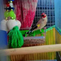 جوجه سهره نر  آس|پرنده|اصفهان, شاهزاده ابراهیم|دیوار