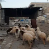 ۹راس میش بره ۴و۵ بره دندان ردیف