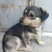 سگ پا کوتاه