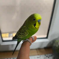 مرغ عشق دستی مست مست