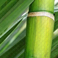 فروش بامبو (نی خیزران) ویژه باغ کیوی