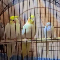 سه عروس هلندی سخنگو و دوتا مرغ عشق نر|پرنده|زهک, |دیوار