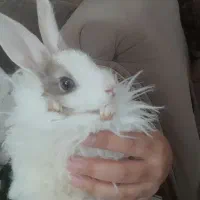 خرگوش سفید سنجابی دستی چشم طوسی ۳۰۰ تومان