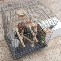 فروش قفس پرندگان