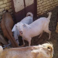 فروش گوسفند