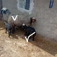 میش با بره داشتی