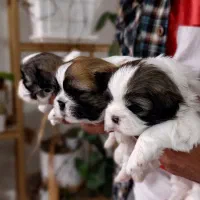 شیتزو سوپرفلت حرفه ای