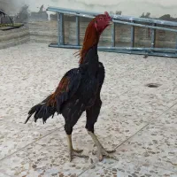 خروس|حیوانات مزرعه|خور (فارس), |دیوار