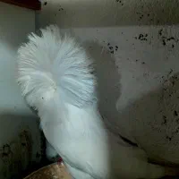 کبوتر شامپیون زینتی