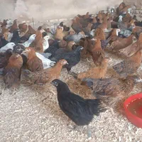 جوجه مرغ دوماه روزه سرحال|حیوانات مزرعه|خمینی‌شهر, |دیوار