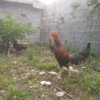 تخم لاری اصیل|حیوانات مزرعه|رشت, منظریه|دیوار