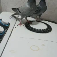 سه جفت پلاکی|پرنده|ایذه, |دیوار