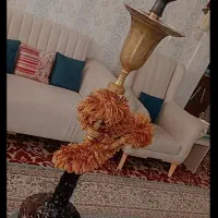 قلیون عربی اصل