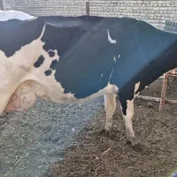 گاو شیری با گوساله