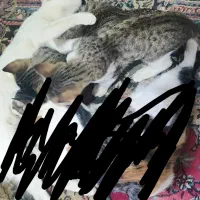 گربه