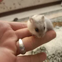 همسر کوچیک نژاد خارجی وارداتی