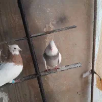 کبوتر طوقی|پرنده|خانمیرزا, |دیوار