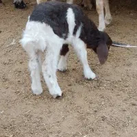 بره شیری نر