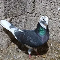 کفتر نر شازده