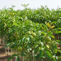 نهــال گردو پــربار تخفیــف محــدود  پرداخت در محل