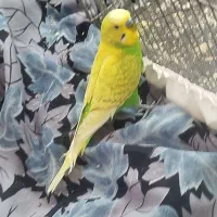 مرغ عشق جفت