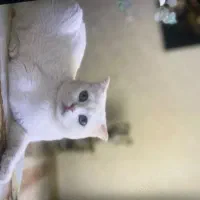 گربه