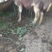 بره