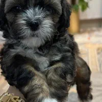 شیتزواصل صورت فلت نروماده