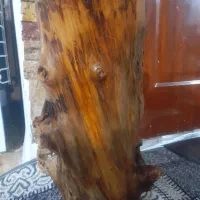 تنه درخت