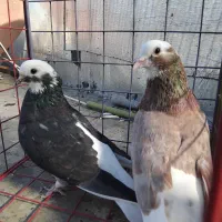 کبوتر|پرنده|فاضل آباد, |دیوار