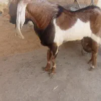 نربز گلابی پاکستانی