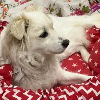 سگ نژاد اشپیتزه