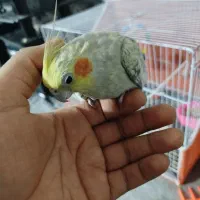 عروس هلندی
