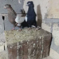 کفتر|پرنده|فسا, |دیوار