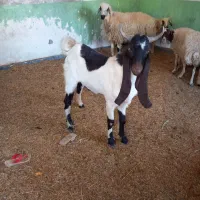 نربزسه غلو برافروش