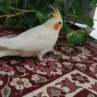 عروس هلندی لوتینو (زعفرانی)|پرنده|خمینیشهر, |دیوار