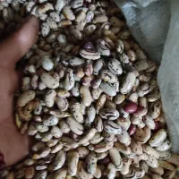 فروش لوبیا چیتی و لوبیا درختی