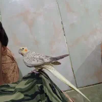 طوطی هلندی رام