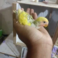 جوجه طوطی کوتوله سرلاکی