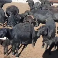 ۱۸راس میش قزل افشار زاییده دوقلو