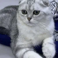 گربه پرشین اسکاتیش سیلور نر