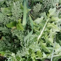 آیفون و سبزی تازه کوهی