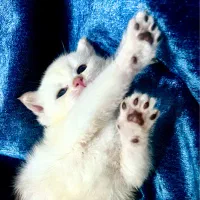 گربه سیلورcy1233