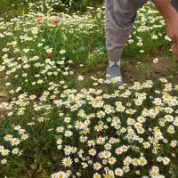بابونه کوهستان